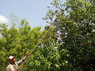 Chuyện quả xoài
1. Cách đây 3 năm, 2 bạn K,Q, lúc đó đang học khoa Sinh của ĐH …