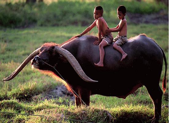 “Chiều trời bảng lảng bóng hoàng hôn
Tiếng ốc xa đưa lẫn trống dồn
Gác mái, ngư …